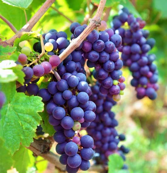 Grapes